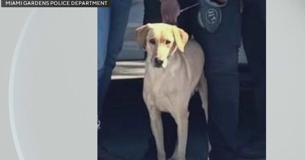 Search continues for Miami Gardens police K-9 that ran off after getting hit by car
