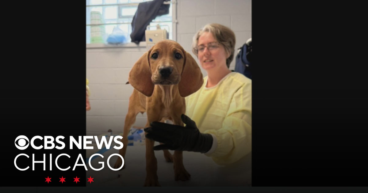 Foster a dog from One Tail at a Time