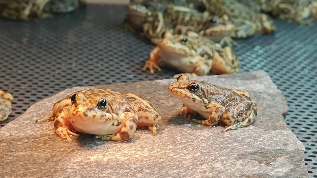 adult-southern-mountain-yellow-legged-frogs-inside-tank-at-l-a-zoo-bio-secure-amphibian-headstarting-facility-photo-courtesy-of-l-a-zoo.jpg 