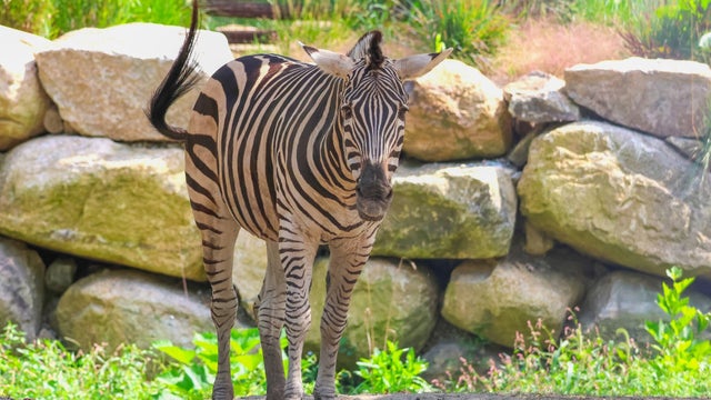 zipper-zebra.jpg 