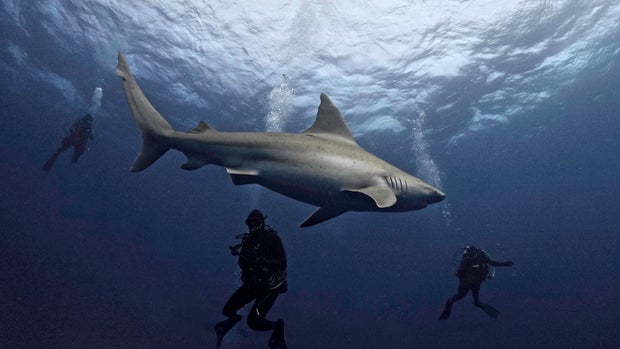 TOPSHOT-US-WILDLIFE-SHARKS-OCEAN-FLORIDA 