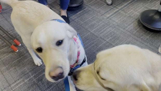 dogs2.jpg