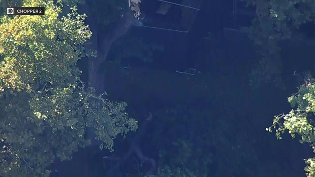 Aerial view of tree and broken branch on ground