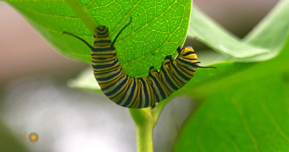 Nature: Monarch caterpillars in New York