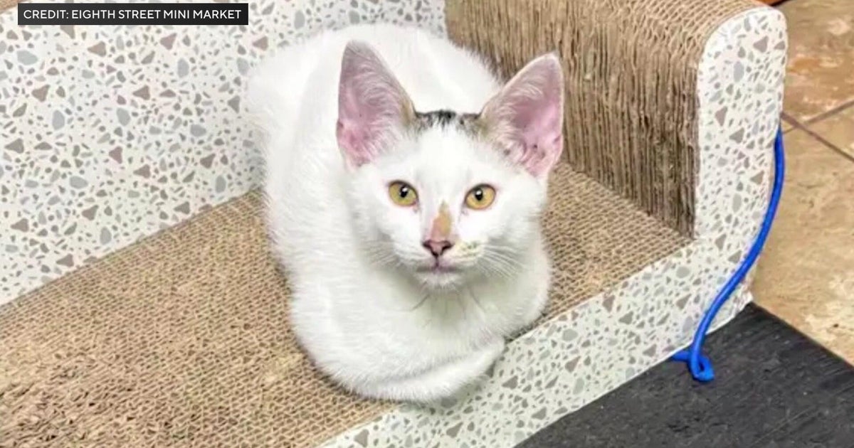 Surveillance video shows couple taking Brooklyn bodega cat