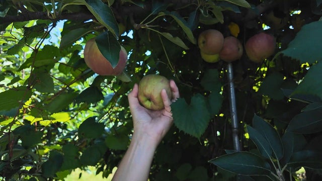 linvilla-orchards-apple.jpg 