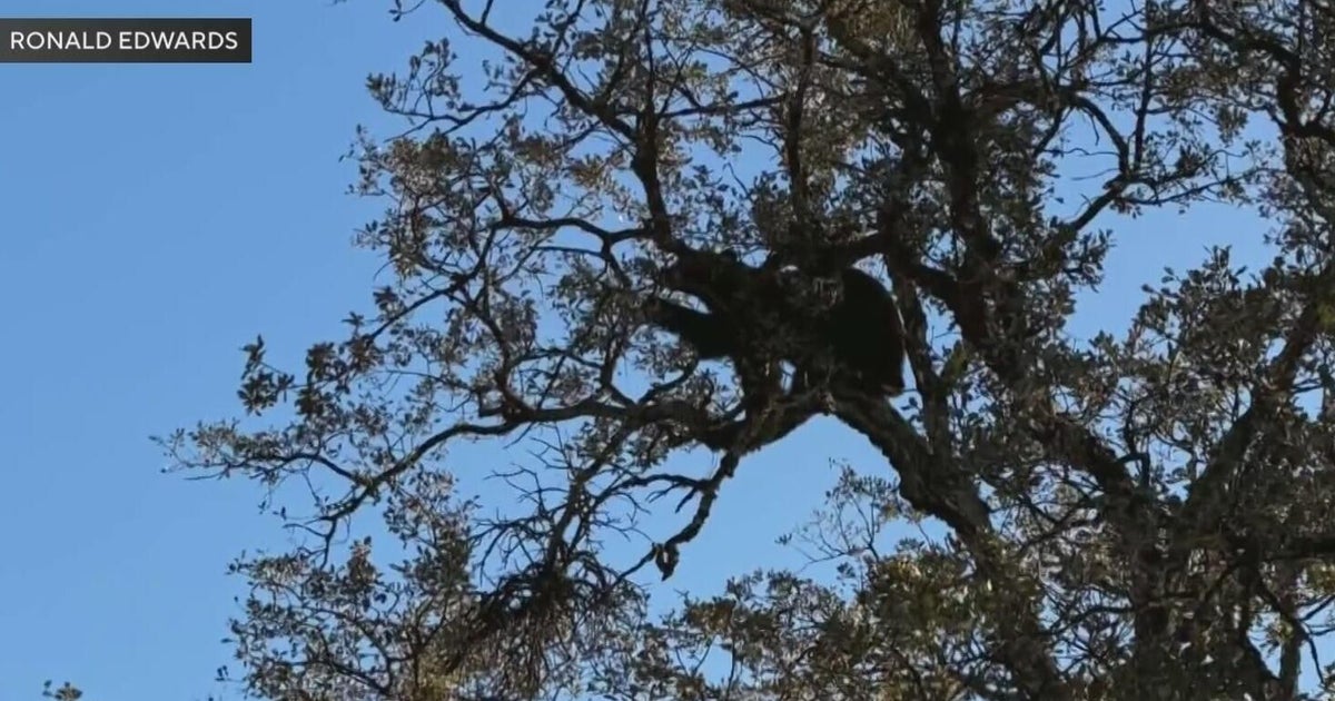 Man spots bear during Auburn hike as community sees uptick in activity