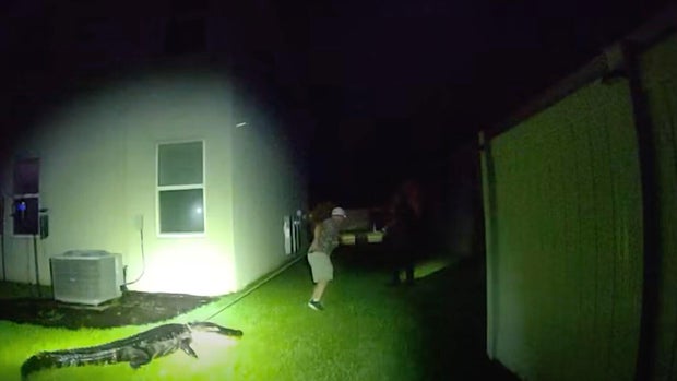 cbsmiami-alligator0florida-home-1.jpg