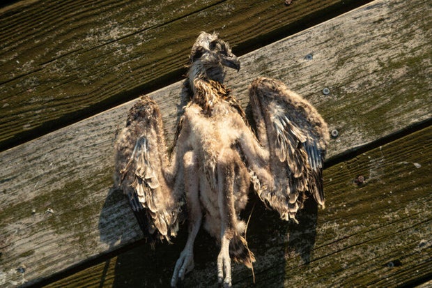 ospreydead.jpg