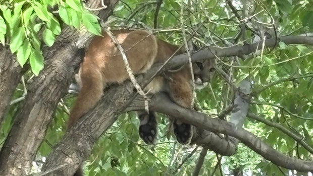 mountain-lion-westminster.jpg