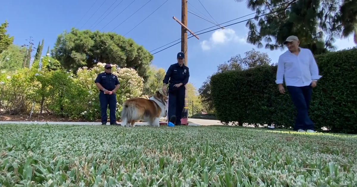 Firefighters reunite with dog they rescued from Pasadena house fire ...