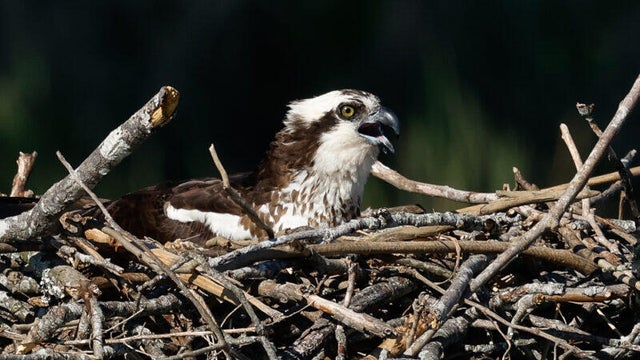 osprey1.jpg 