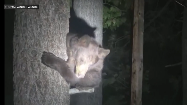 1-20-10p-green-valley-lake-bear-break-in-pkg-mp4.png 