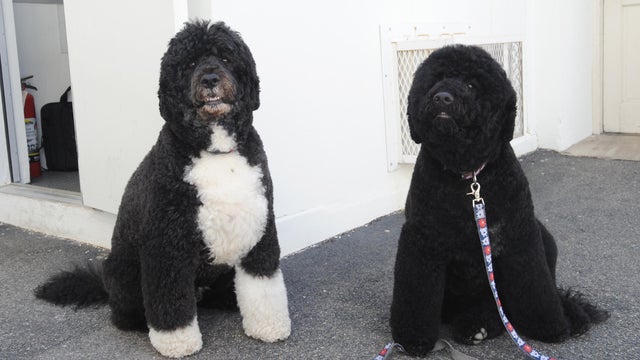 First dogs Bo, Sunny, Obama , White House. 
