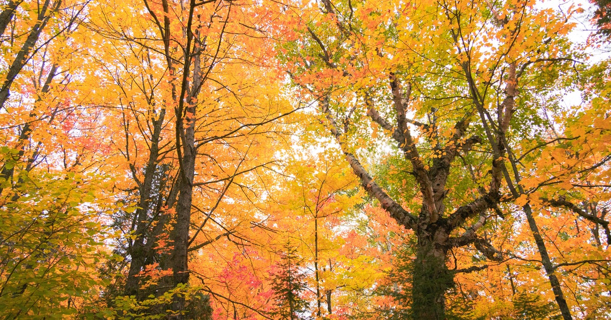 Summerlike weekend on tap in Twin Cities; fall returns early next week