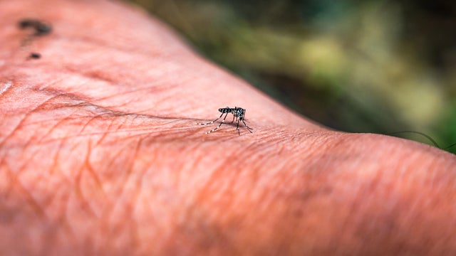 World Mosquito Day - Prevention Of Mosquito Bites 