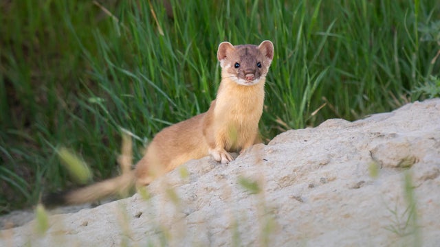Long tailed weasel in the Canadian prairies 