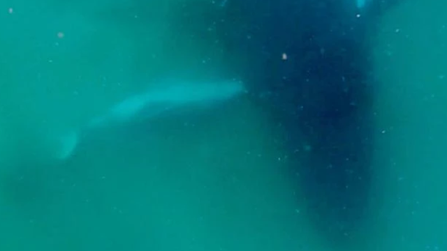 whale-screenshot-2026-09-16-113101.png 