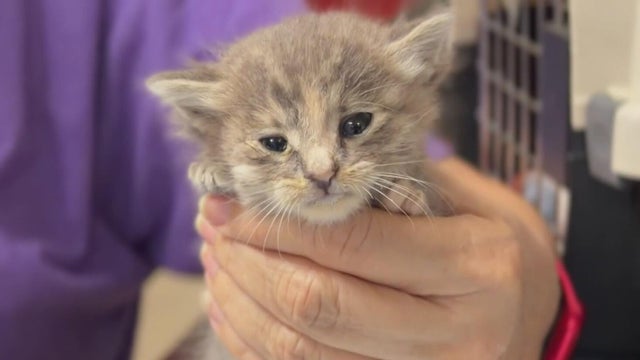 sacramento-front-street-kitten.jpg 
