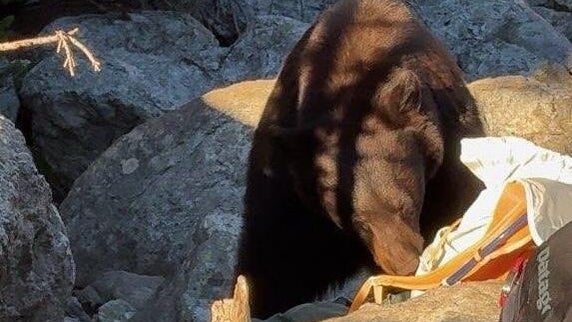 grand-teton-bear.jpg 
