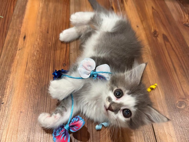 marin-pic2-credit-tricounty-humane-society.jpg
