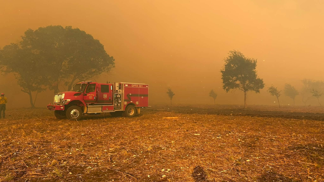 txforestservice.png 