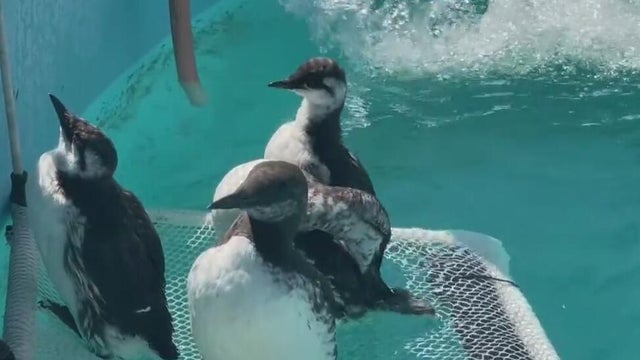 Murres 