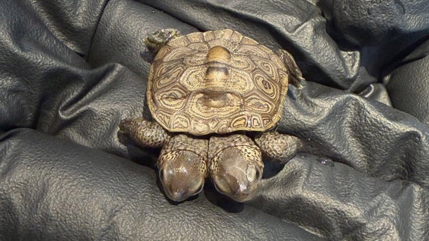 two-headed-turtle-cape.jpg