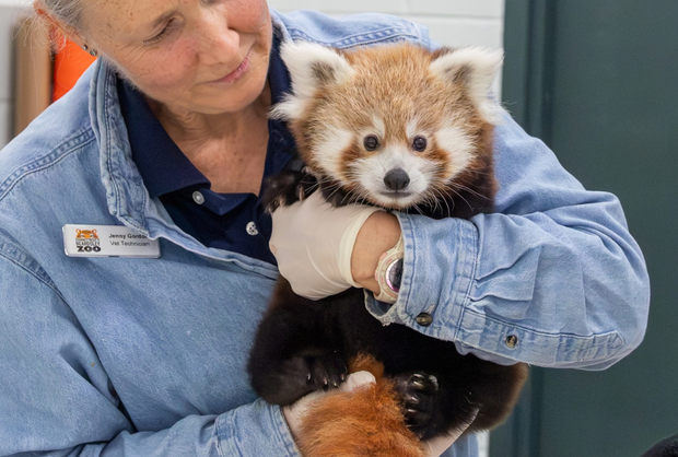 baby-red-panda-boy-cub-born-at-beardsley-zoo-photo-cred-scott-vincent1.png