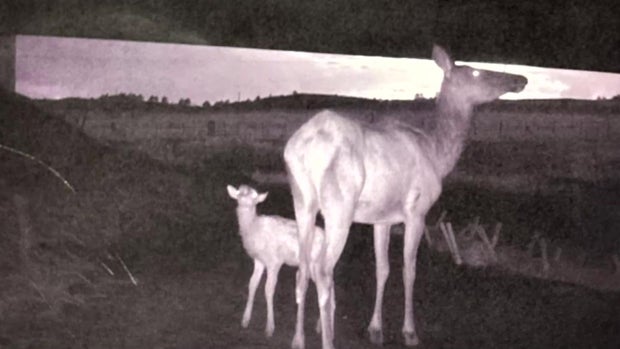 deer-fawn-wildlife-underpass.jpg 