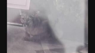 cbsn-fusion-woman-killed-in-suspected-mountain-lion-attack-in-colorado-thumbnail.jpg 