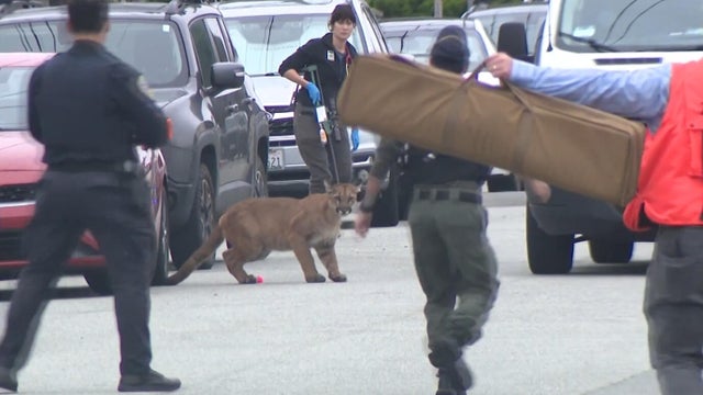cbsn-fusion-woman-killed-in-suspected-mountain-lion-attack-in-colorado-thumbnail.jpg 