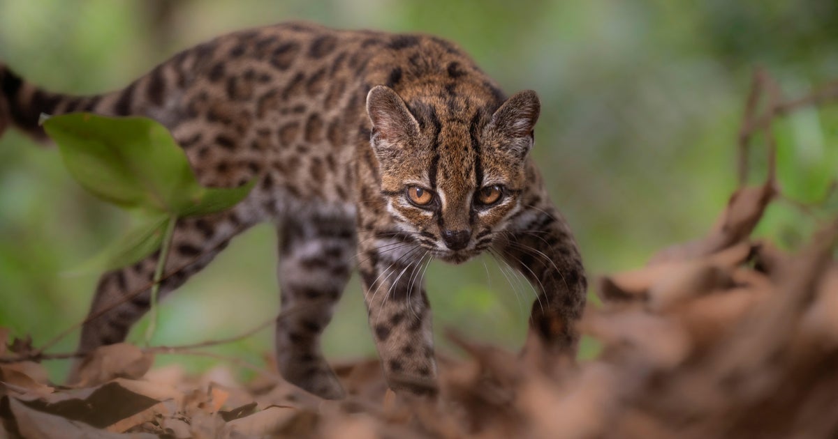 New species of wild cat discovered for first time in more than a century
