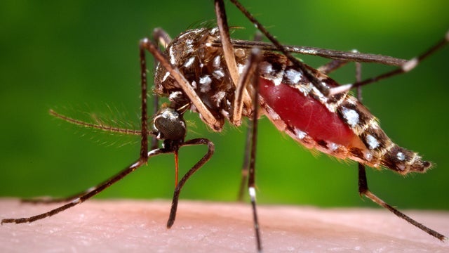 Dengue 