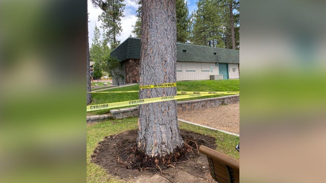 poisoned-trees-tahoe.jpg 