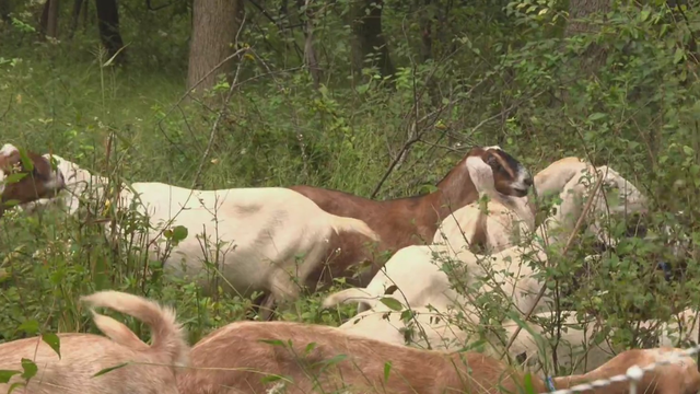 frickparkgoats.png 