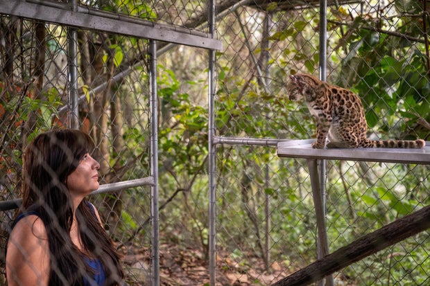 National Geographic Explorer Paola Nogales Ascarrunz observes Leopardus tilcayo cat at the Senda Verde animal refuge in Yungas region 