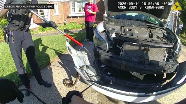 Police pulling python out of vehicle grill 