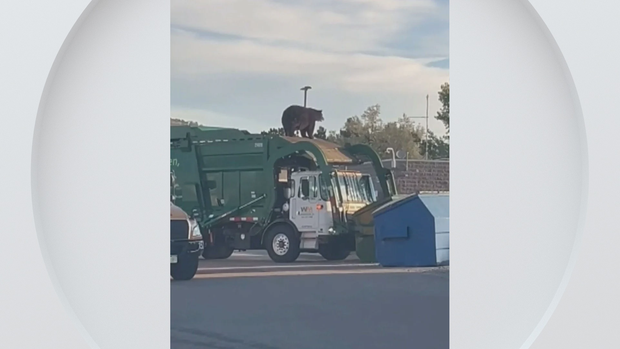 bear-trash-truck-video.png