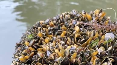 golden mussels 