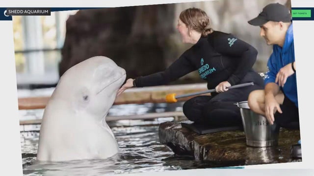 shedd-belgua-clean.jpg 