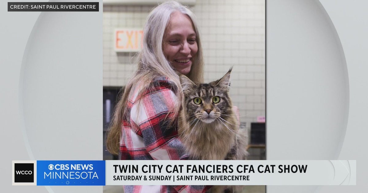 St. Paul cat show open to all breeds, including household pets, this weekend
