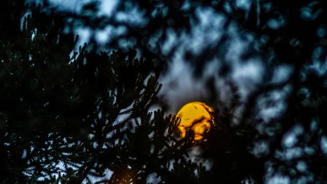 An Orange full moon rises between trees brighting the sky. 