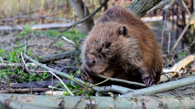 6p-pkg-beaver-dam-museum-threat-wccobbr4-00-01-3320.jpg 