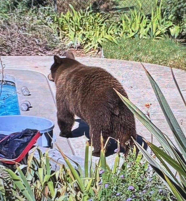 mother-bear-pasadena.jpg