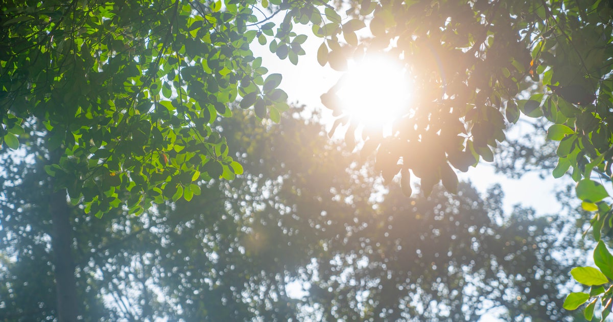photo of Study examines how climate change affects Minnesota's trees image