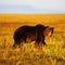6 people killed in bear attacks in Siberia: "Under siege"
