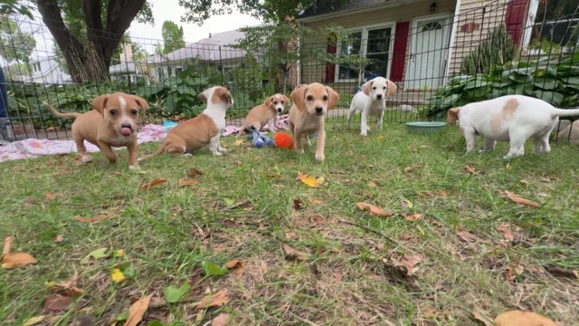 5p-pkg-puppy-rescue-wccobceq-00-01-0806.jpg 
