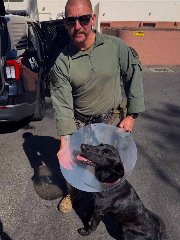 redondo-beach-police-dog-ear-bit.jpg