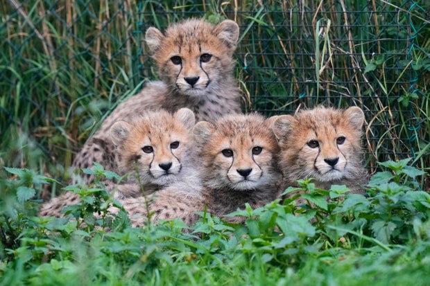 Czech RepublicBaby Cheetahs 